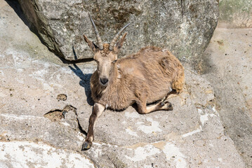 Siberian ibex lies peacefully in the Wuppertal Green Zoo in Germany - 628409356