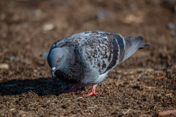 Grey and black feral pigeon