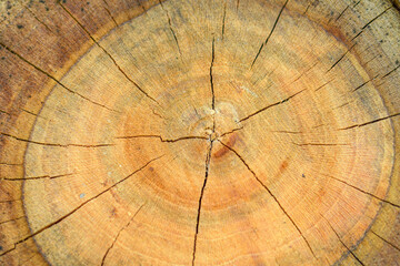 Pień drzewa, ścięte drewno z widocznymi okręgami i pęknięciami  - obrazy, fototapety, plakaty