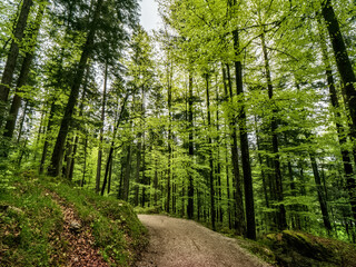 Forest walk though the Bavarian Landscape