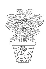 Houseplants indoor plants in decorative ceramic brown pots vector line art coloring page