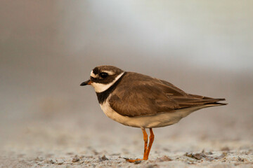 Common Ringed Plover feeding on the shore