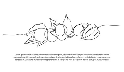 Golden berry one continuous line design. Fruits symbol design concept. Decorative elements drawn on a white background. - obrazy, fototapety, plakaty