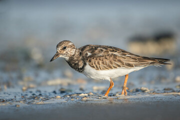 Ruddy Turnstone searching for food at the beach