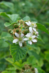 blooming blackberry bush on rainy day