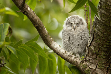 Owlet sleeping in a tree