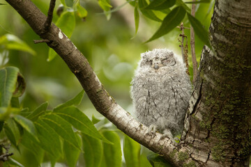 Owlet sleeping in a tree