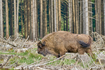 wild living European wood Bison, also Wisent or Bison Bonasus, is a large land mammal and was almost extinct in Europe, but now reintroduced to the Roothaarsteig mountains in Sauerland Germany.