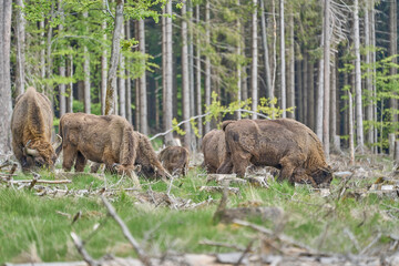 wild living European wood Bison, also Wisent or Bison Bonasus, is a large land mammal and was almost extinct in Europe, but now reintroduced to the Roothaarsteig mountains in Sauerland Germany.