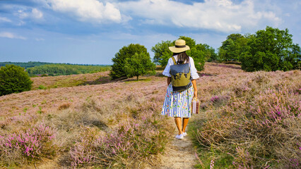 Posbank National park Veluwe, purple pink heather in bloom, blooming heater on the Veluwe by the Hills of the Posbank Rheden, Netherlands. Asian woman with a hat walking in the countryside