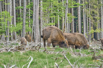 wild living European wood Bison, also Wisent or Bison Bonasus, is a large land mammal and was almost extinct in Europe, but now reintroduced to the Roothaarsteig mountains in Sauerland Germany.