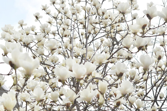 木蓮の白色の花