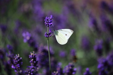 butterfly on lavender