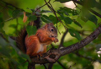 Naklejka na ściany i meble Little cute squirrel sits on a tree