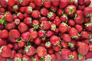Harvest garden ripe strawberries. Top view of red juicy berries. Fruit background. Healthy organic vitamin seasonal food. Flat lay, close-up mock up
