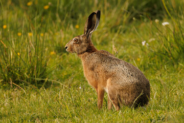 Hasen (Leporidae)