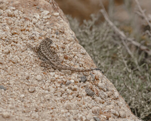 lizard on a stone