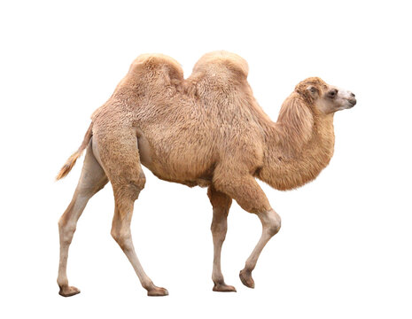 フタコブラクダ