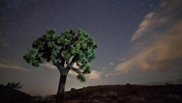 Time-lapse of the night sky in California with a Joshua Tree in the foreground.