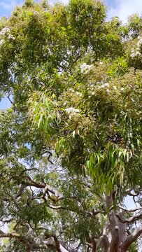 HD Video -Vertical orientation- Looking up in a panning motion, to a large and beautiful Gum Tree, with clusters of white flowers, against the blue sky. Located on a street in Sydney, Australia.