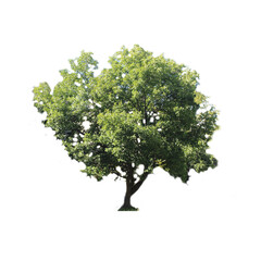 isolated single tree with clipping path
