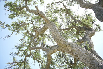 Cork tree in Sardinia, Italy 