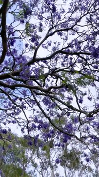 Looking up and panning towards the branches of a Jacaranda tree in full bloom on a street in Sydney, Australia. HD Video -Vertical orientation.