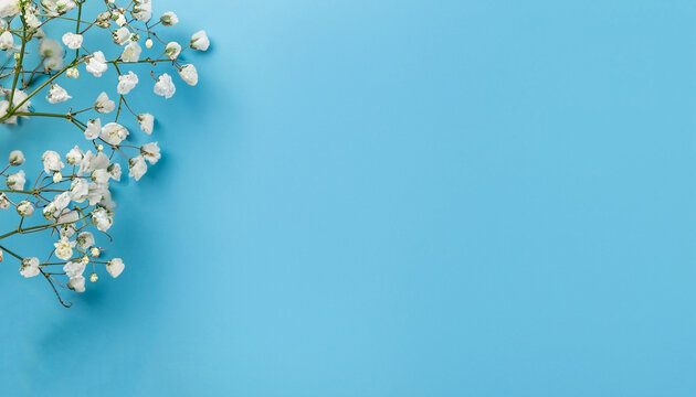 Banner with branch of gypsophila flower on a blue pastel background. Spring concept with copyspace.