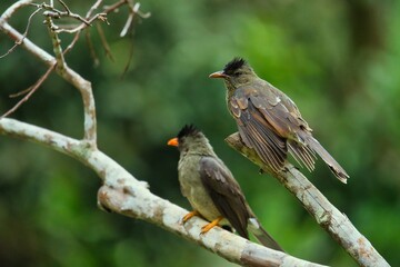  2 Seychelles bulbul birds on tree branches
