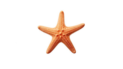 starfish isolated on white background.