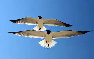 Fototapeta premium a pair of laughing gulls in flight against a blue sky on a sunny spring day in rehoboth beach, delaware