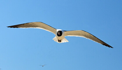 a  close up of a laughing gull in flight  against blue sky on a sunny spring day in rehoboth beach, delaware