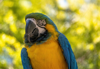 blue and gold macaw