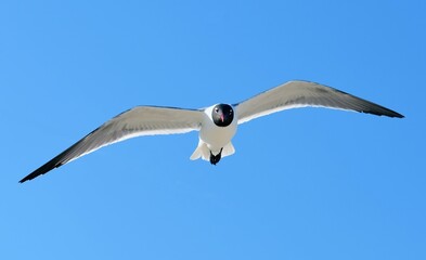a  close up of a laughing gull in flight  against blue sky on a sunny spring day in rehoboth beach, delaware