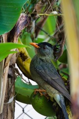 Seychelles endemic bulbul bird eating banana, Mahe Seychelles