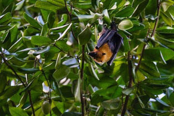 Seychelles fruit bat hanging in tree, Mahe Seychelles 1