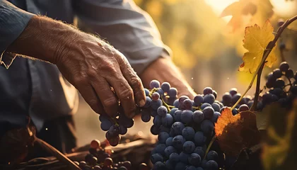 Abwaschbare Fototapete Weinberg Hand farmer holdind ripe grapes in the vineyard field at sunset