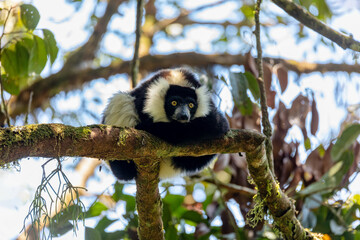 Endemic Black-and-white ruffed lemur (Varecia variegata subcincta), endangered species of ruffed lemur hanged on treetop in natural habitat. Ranomafana National Park. Madagascar wildlife animal.