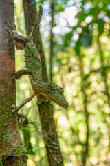 Uroplatus sikorae, mossy leaf-tailed gecko or the southern flat-tail gecko, is species of Cites protected endemic lizard in the family Gekkonidae. Ranomafana National Park, Madagascar wildlife animal.