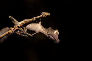 Satanic leaf-tailed gecko (Uroplatus phantasticus), eyelash leaf-tailed gecko or phantastic leaf-tailed gecko, endemic bizarre species of gecko. Ranomafana National Park, Madagascar wildlife animal. - obrazy, fototapety, plakaty