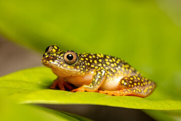 Starry Night Reed Frog, (Heterixalus alboguttatus) species of endemic frogs in the family Hyperoliidae endemic to Madagascar. Ranomafana, Madagascar wildlife animal.