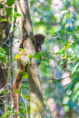 Avahi, Peyrieras' Woolly Lemur (Avahi peyrierasi), Endangered endemic animal on tree. Ranomafana National Park. Madagascar wildlife animal.