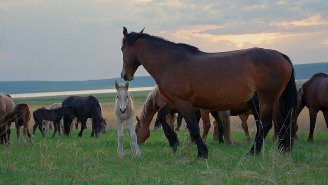 A herd of horses with young foals walks and grazes on a green pasture, eating juicy green grass.