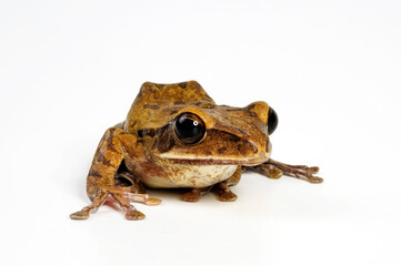 Common tree frog // Weißbart-Ruderfrosch (Polypedates leucomystax) 