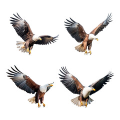 Obraz premium eagle in flight isolated