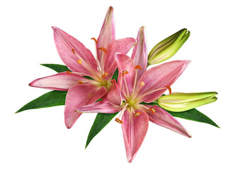 Two coral lily flowers, buds and green leaves in a floral arrangement isolated on white or transparent background