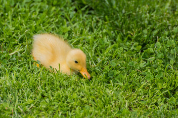 dear fluffy light indian runner duck baby sitting in fresh green grass