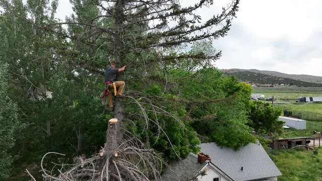 Aerial man high in dead pine tree cutting climb. Historic home and log building. Man climbs and cuts the dead wood. Old pioneer pine tree died for drought and age. Man fell the tree.