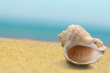 Obraz na płótnie Canvas Beautiful seashells on the sand beach at sea