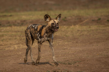 African wild dog poses